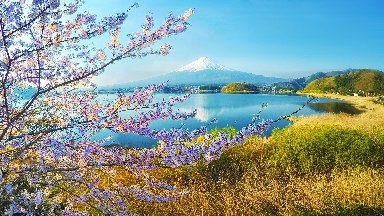 Cherry Blossoms and a View of Mount Fuji, Japan - desktop wallpaper
