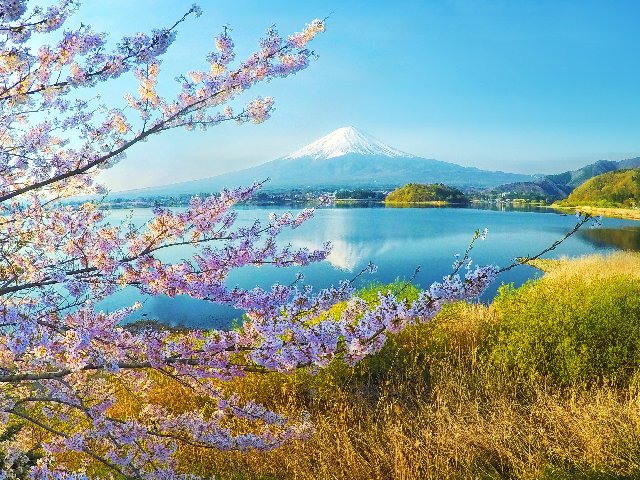 Cherry Blossoms and a View of Mount Fuji, Japan - desktop wallpaper