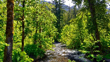 Herman Creek, Columbia River Gorge, Oregon - desktop wallpaper