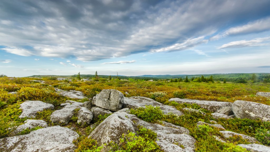 Dolly Sods Wilderness Area, Davis, West Virginia - desktop wallpaper