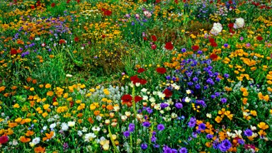 Colorful Meadow, New Zealand - desktop wallpaper