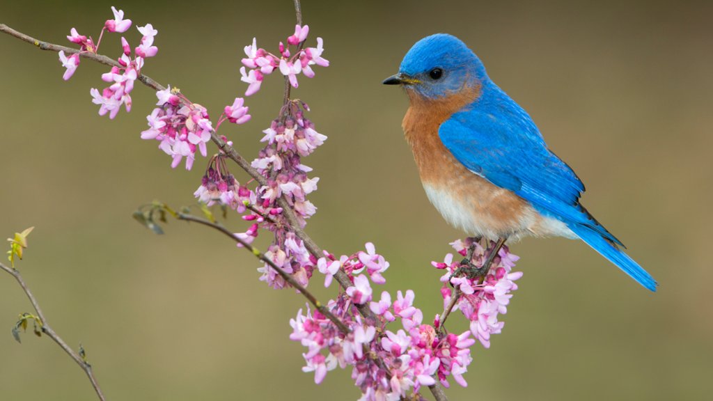 Eastern Bluebird, Houston, Texas - desktop wallpaper
