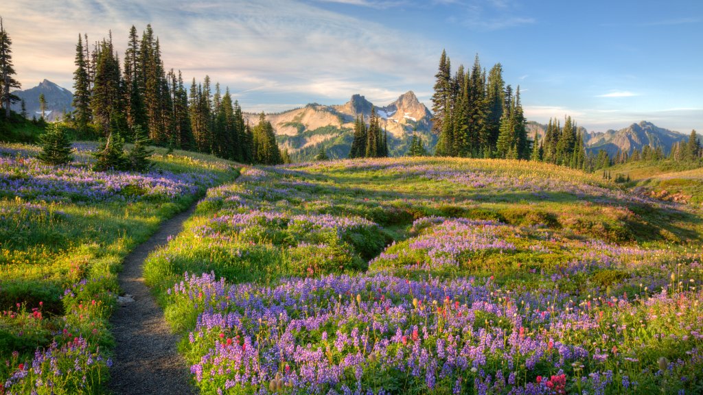 Wildflowers, Mazama Ridge, Mt Rainier NP, WA - desktop wallpaper