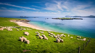Sheep Grazing, Blasket Islands, County Kerry, Ireland - desktop wallpaper