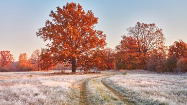 Oak Tree in Countryside, Belarus - desktop wallpaper