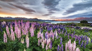 Lupins, Lake Tekapo, New Zealand - desktop wallpaper