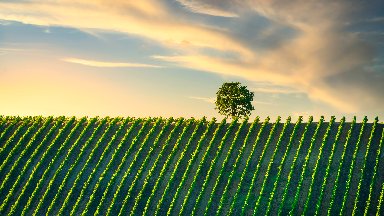 Italian Vineyard, Castellina, Chianti, Italy - desktop wallpaper