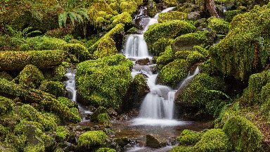 UNESCO Site, Olympic National Park, WA - desktop wallpaper