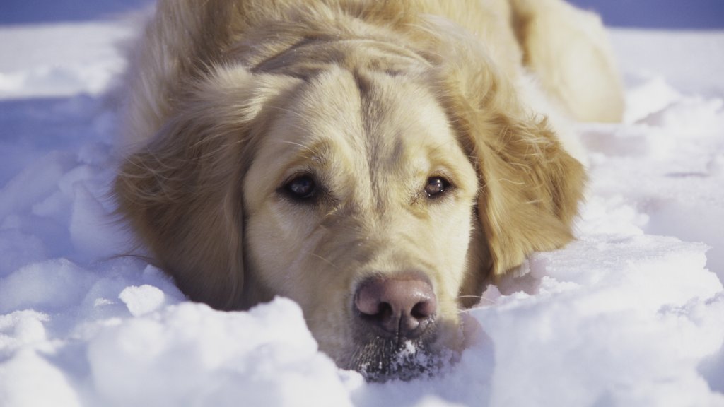 Golden Retriever in the Snow - desktop wallpaper