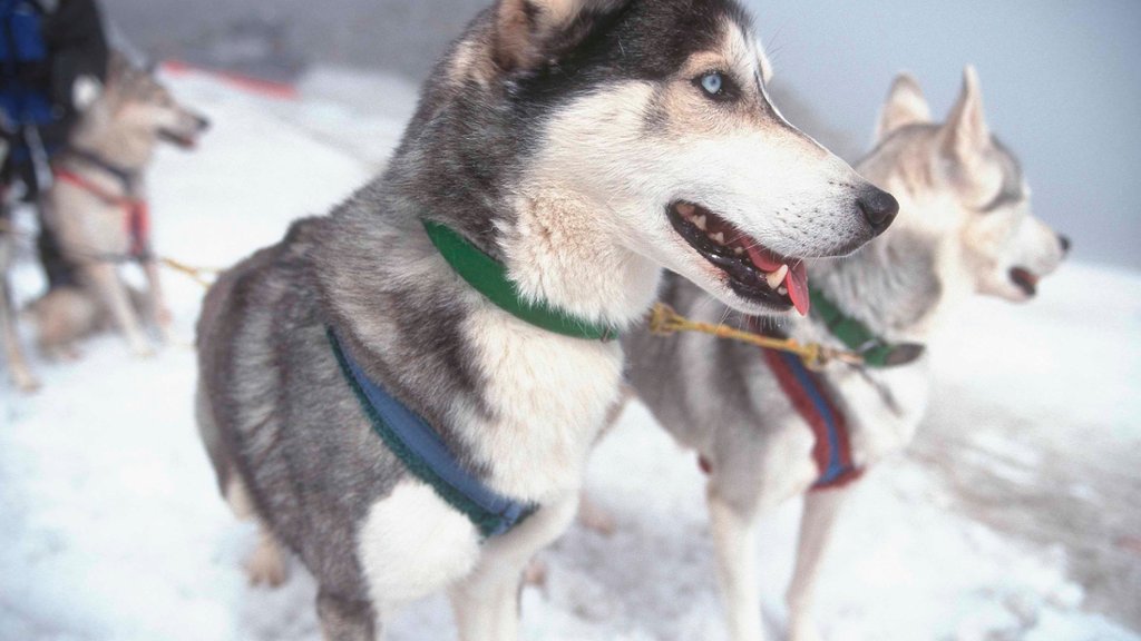 Sledge Dogs, Stubaital, Austria - desktop wallpaper