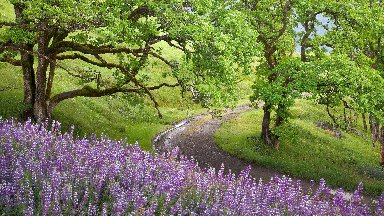 Lupines, Redwood National Park, CA - desktop wallpaper