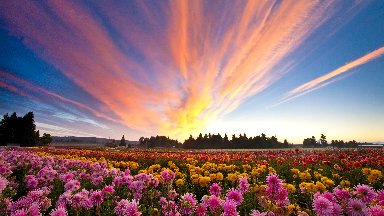 Dahlia Fields, Canby, Oregon - desktop wallpaper