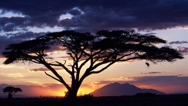 Sunset, Acacia Tortilis, Canopied Tree, Tanzania - desktop wallpaper