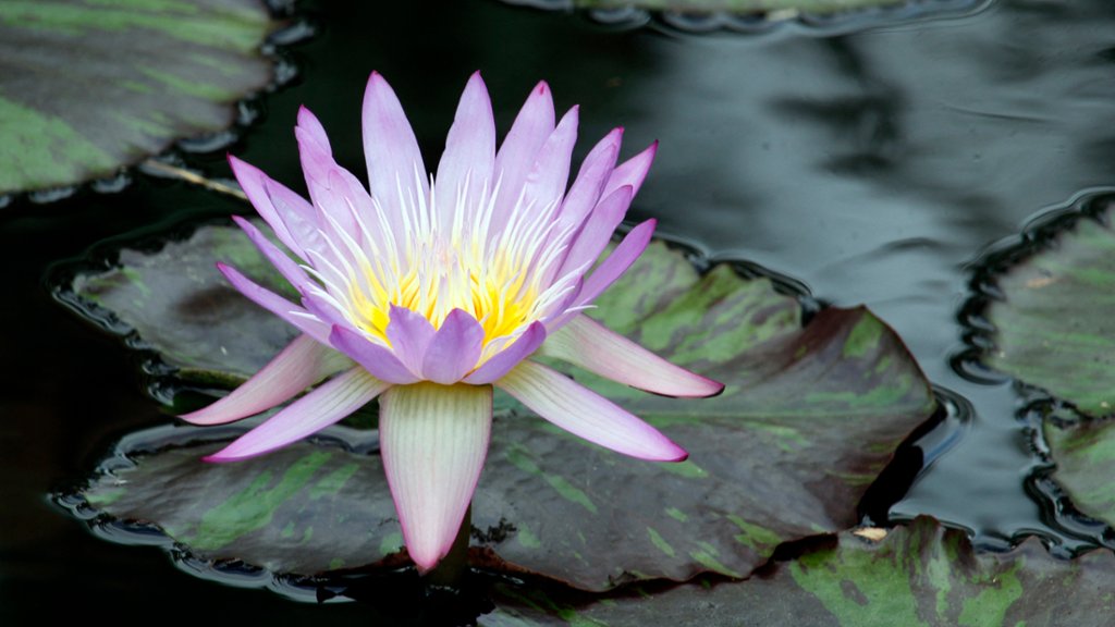 Nenuphar Flower, Everglades National Park, FL - desktop wallpaper
