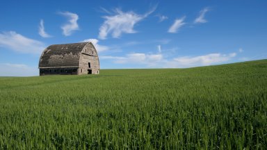 Old Barn in Wheat Field, Palouse Country, Pullman, WA - desktop wallpaper
