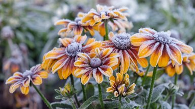 Rudbeckia Covered With Hoarfrost - desktop wallpaper