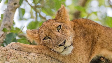 Lioness, Queen Elizabeth NP, Uganda, Africa - desktop wallpaper