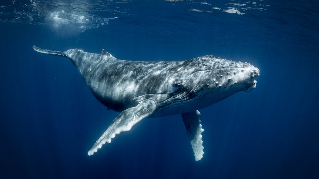 Humpback Whale, Tonga - desktop wallpaper