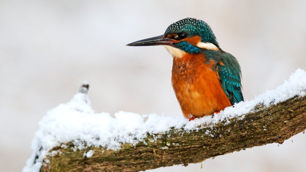 Kingfisher, Alcedo Atthis, Midlands, UK - desktop wallpaper