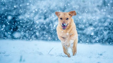 Labrador Running Through the Snow, United Kingdom - desktop wallpaper