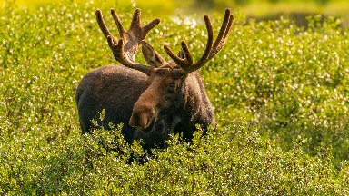 Moose, Medicine Bow National Forest, WY - desktop wallpaper