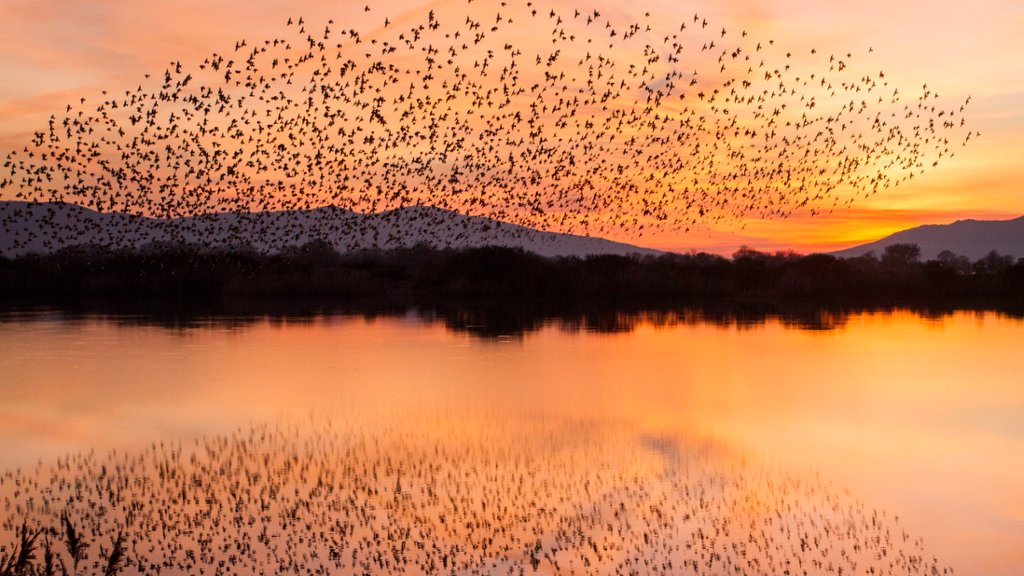Spotless Starling Flock, Antela Marsh, Galicia, Spain - desktop wallpaper