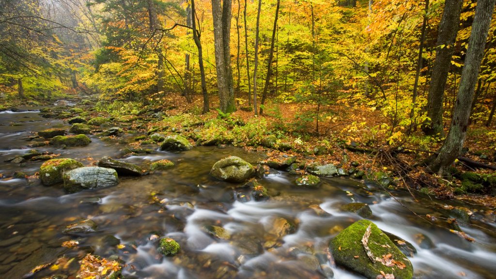 Sanderson Brook, Chester-Blanford State Forest, MA - desktop wallpaper