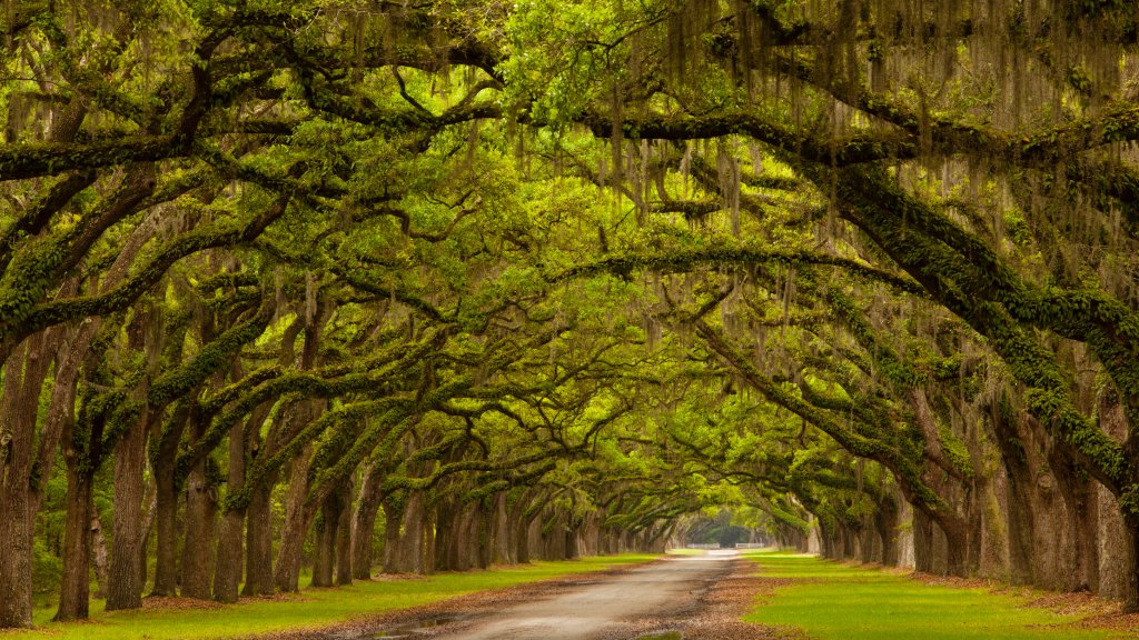 Mile Long Oak Drive, Wormsloe Plantation, Savannah, GA - desktop wallpaper