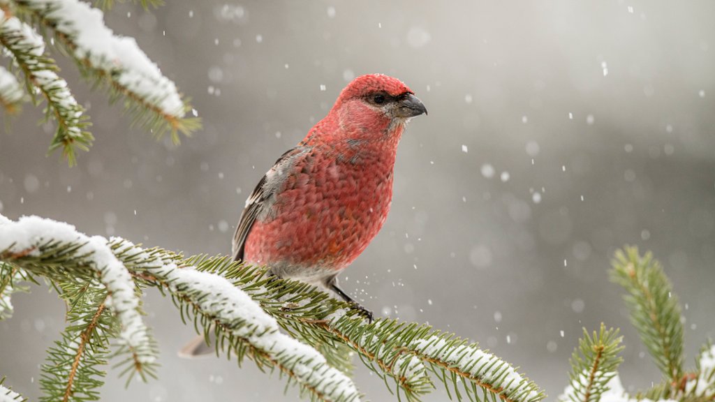 Pine Grosbeak, Ontario, Canada - desktop wallpaper