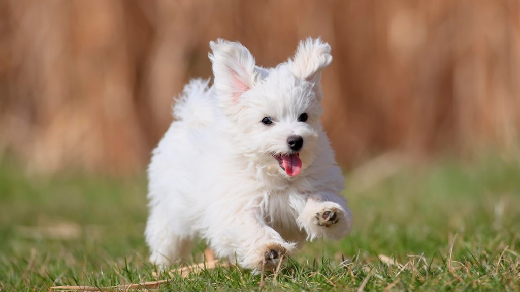 Maltese Puppy, Germany - desktop wallpaper