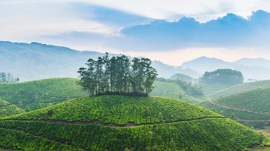 Tea Plantation, Kerala, India - desktop wallpaper