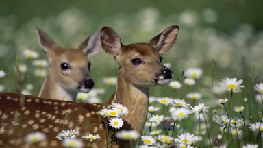 White-tailed Deer Fawns - desktop wallpaper