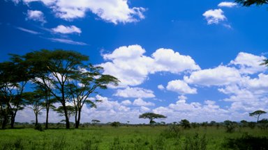 Yellow Fever Trees, Serengeti National Park, Tanzania - desktop wallpaper