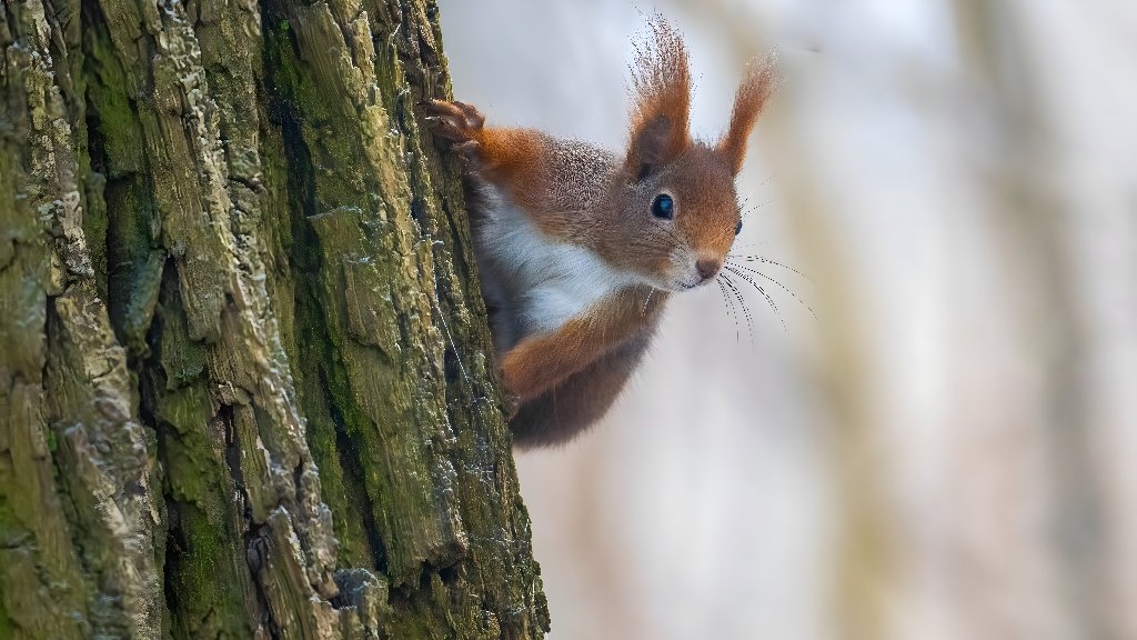 Red Squirrel - desktop wallpaper