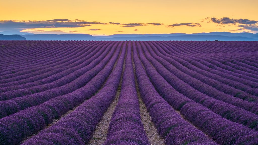 Field of Lavender, Plateau de Valensole, France - desktop wallpaper