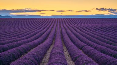 Field of Lavender, Plateau de Valensole, France - desktop wallpaper