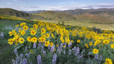 Balsamroot and Lupines, Methow Valley, WA - desktop wallpaper