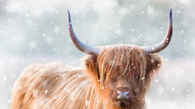 Highland Cattle, Norfolk, UK - desktop wallpaper