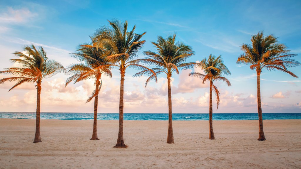 Palm Trees, Florida - desktop wallpaper