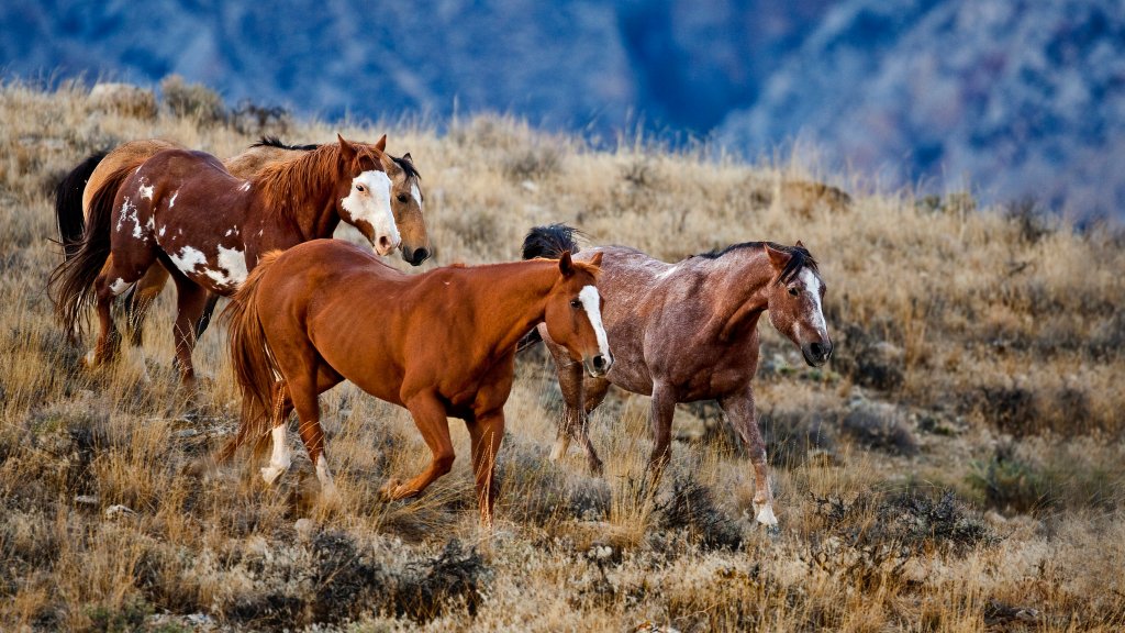 Roaming Horses, Big Horn, Montana - desktop wallpaper