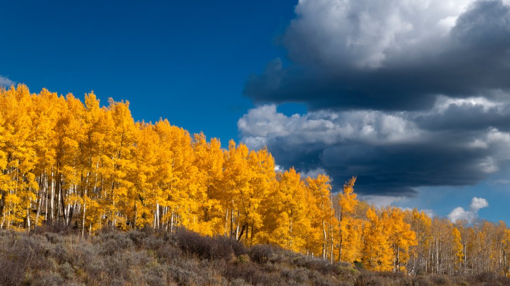 Colorful Aspens, Walden, CO - desktop wallpaper