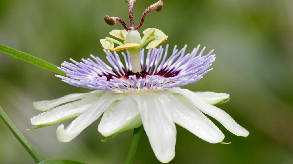 Passion Vine Flower - desktop wallpaper