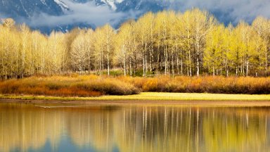 Aspen Trees, Grand Teton National Park, WY - desktop wallpaper