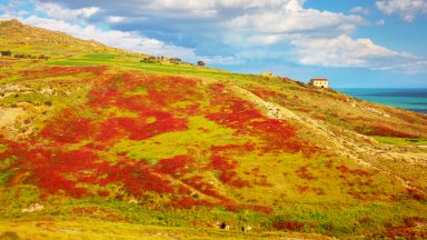 Blooming Flowers, Riserva Naturale di Punta Bianca, Sicily, Italy - desktop wallpaper