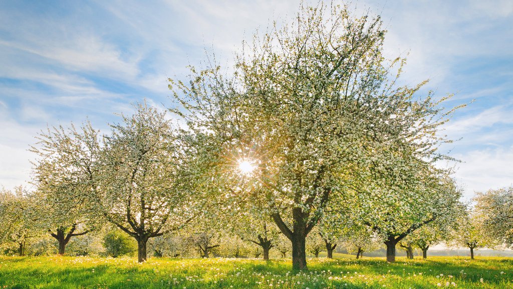 Apple Trees, Thurgau, Switzerland - desktop wallpaper