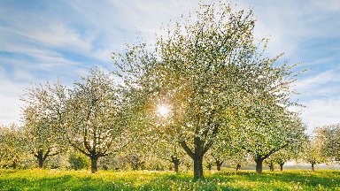 Apple Trees, Thurgau, Switzerland - desktop wallpaper