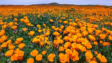 California Poppy, Antelope Valley, CA - desktop wallpaper
