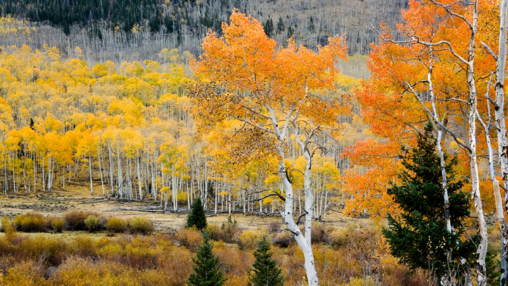 Aspen Trees, Fishlake National Forest, Utah - desktop wallpaper