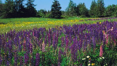 Wild Lupine, Acadia National Park, Maine - desktop wallpaper