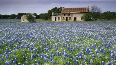 Bluebonnets, Austin, Texas - desktop wallpaper